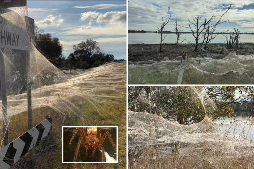 Spider Season in Australia