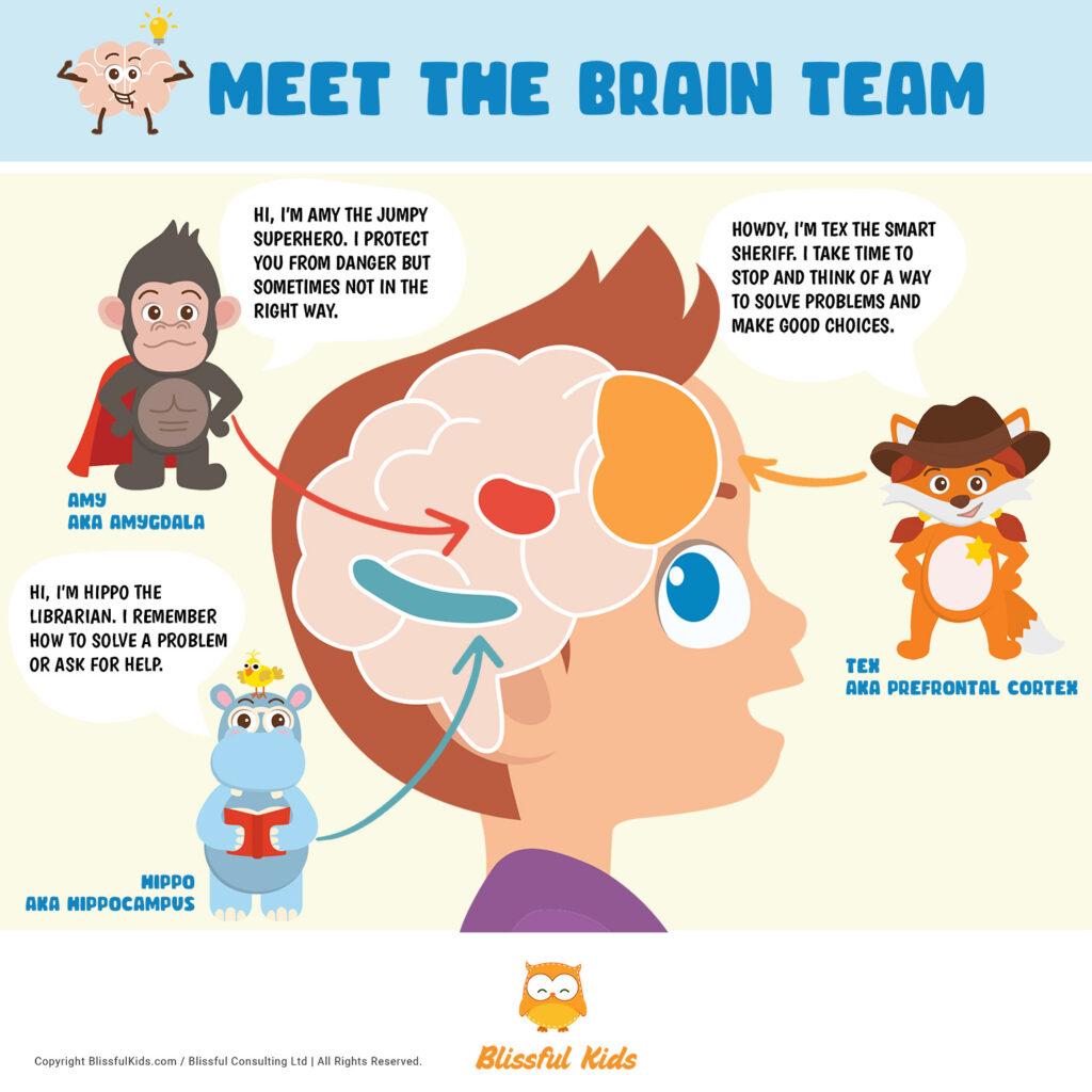 The brain explained