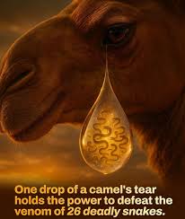 One Camel Tear. 26 Venoms