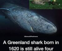 Greenland Shark