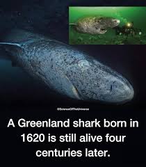 Greenland Shark