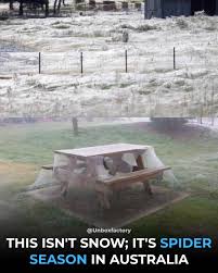 Spider Season in Australia