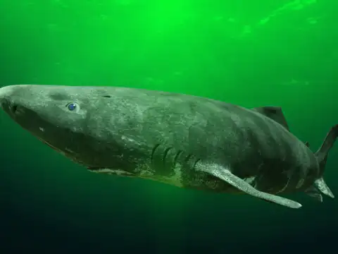 Greenland Shark