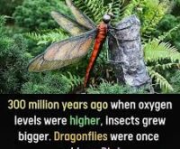 Dragonflies
