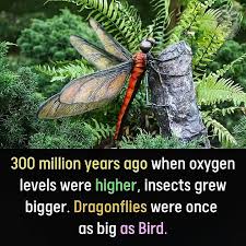 Dragonflies