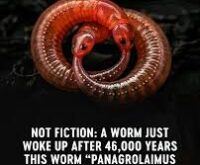 Not Fiction